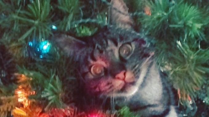 Pic of the Litter: Thomas